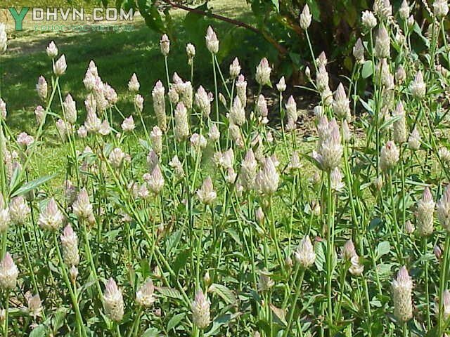 Cây Mào gà trắng. Celosia argentea L. - Cây Thuốc Nam Quanh Ta